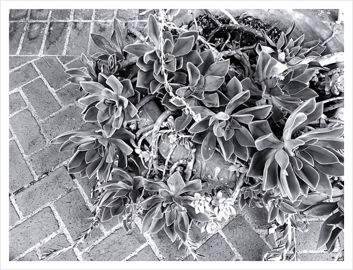 succulent plant with brick floor background in black and white Art Print by Timmy333