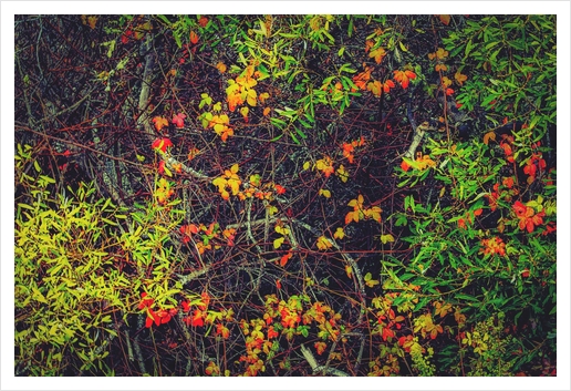 red yellow orange and green leaves background Art Print by Timmy333