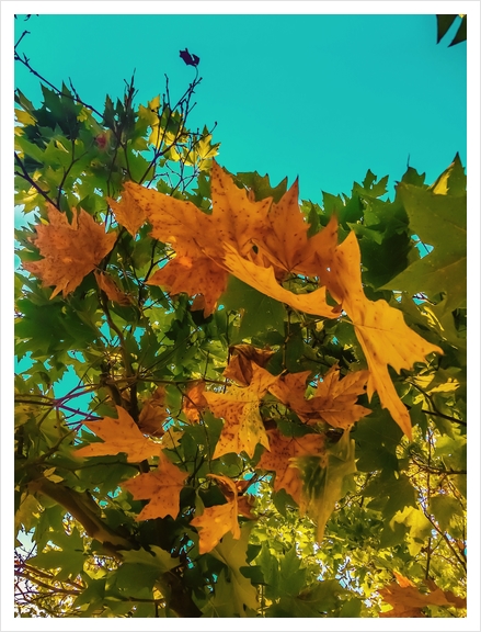 Maple tree branch with orange and green autumn leaves and blue sky Art Print by Timmy333