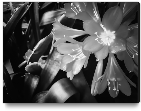 Closeup blooming Clivia flowers in black and white Canvas Print by Timmy333