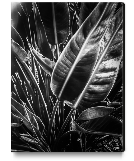 tropical leaves texture background in black and white Canvas Print by Timmy333