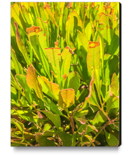 green leaves plant texture abstract background Canvas Print by Timmy333