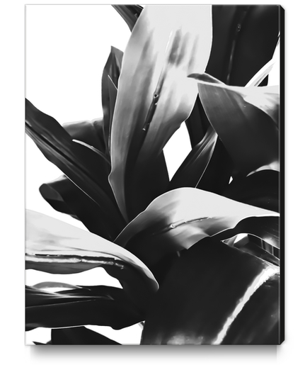 leaves texture abstract background in black and white Canvas Print by Timmy333