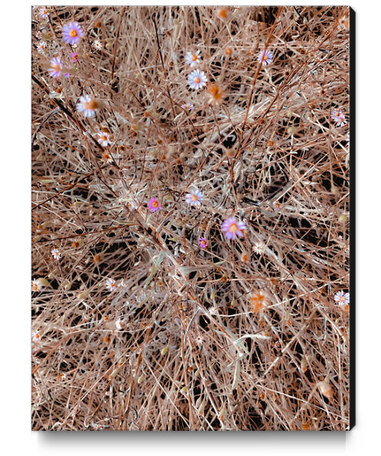 blooming pink and white flowers with brown dry grass field Canvas Print by Timmy333