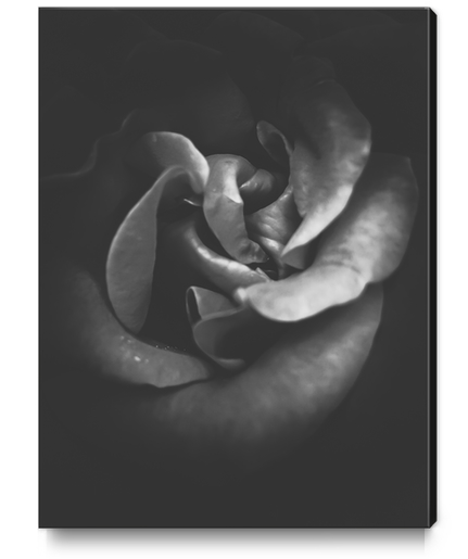 blooming rose texture abstract in black and white Canvas Print by Timmy333