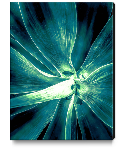 green succulent leaves texture abstract Canvas Print by Timmy333