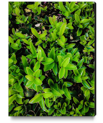 closeup green leaves garden texture abstract background Canvas Print by Timmy333