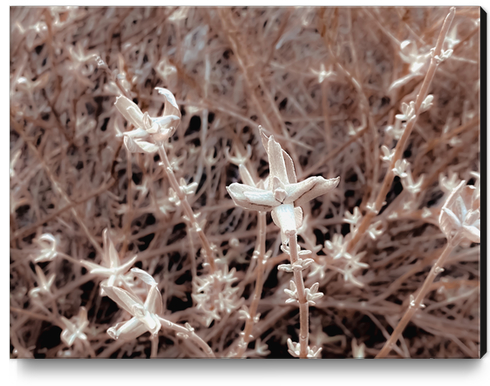 blooming dry plant with brown dry grass background Canvas Print by Timmy333