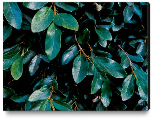 closeup green leaves plant texture background Canvas Print by Timmy333