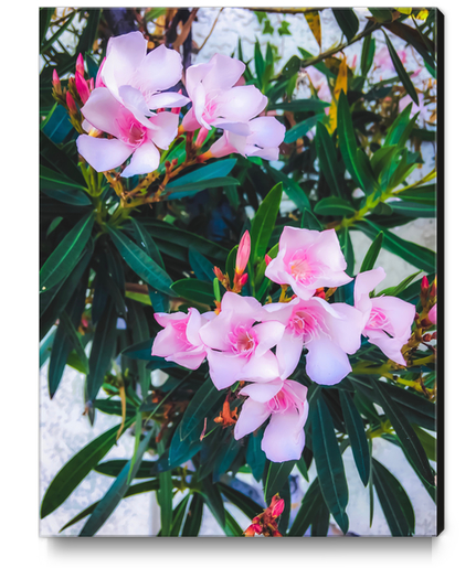 pink flowers garden with green leaves background Canvas Print by Timmy333