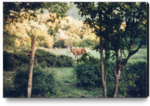 Lone Deer Canvas Print by Salvatore Russolillo