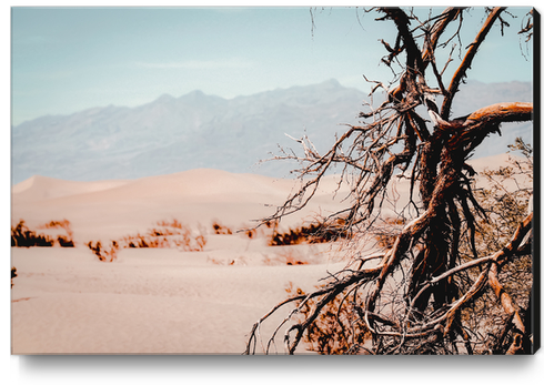 Tree branch with sand desert and mountain view at Death Valley national park California USA Canvas Print by Timmy333