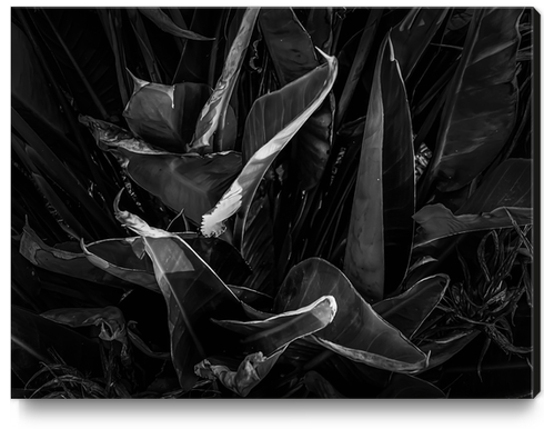 bird of paradise leaves texture background in black and white Canvas Print by Timmy333