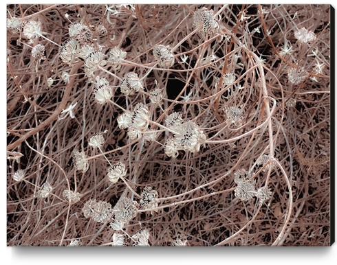 blooming dry flowers with brown dry grass texture background Canvas Print by Timmy333