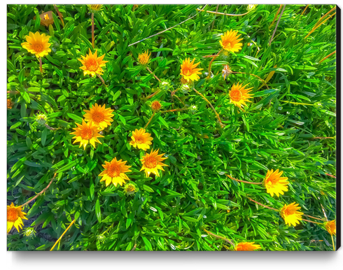 blooming yellow flowers field with green leaves Canvas Print by Timmy333