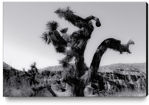 cactus in the desert at Red Rock Canyon state park California USA in black and white Canvas Print by Timmy333