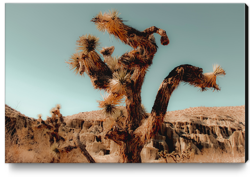 Cactus and desert at Red Rock Canyon State Park California USA Canvas Print by Timmy333