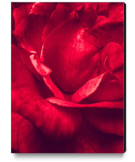 red rose texture Canvas Print by Timmy333