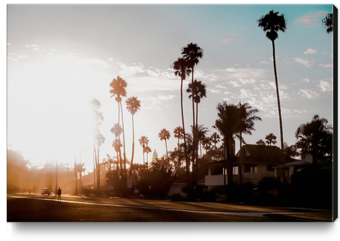 sunset sky in summer with palm tree view in California USA Canvas Print by Timmy333