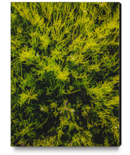 closeup green leaves plant texture abstract background Canvas Print by Timmy333