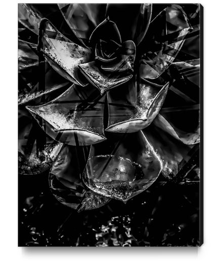 closeup succulent plant texture in black and white Canvas Print by Timmy333