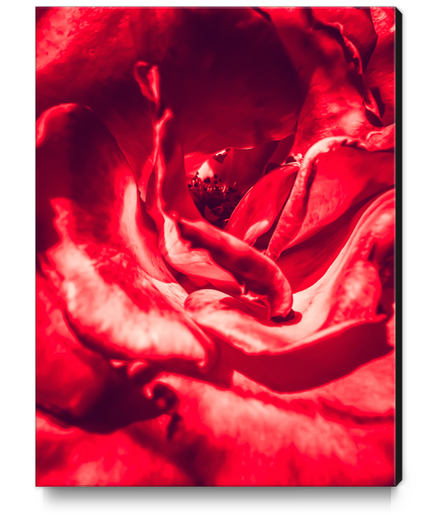 red rose texture background Canvas Print by Timmy333