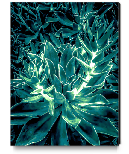 closeup green succulent plant texture background Canvas Print by Timmy333