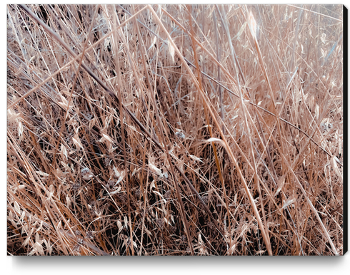 brown dry grass field texture abstract background Canvas Print by Timmy333