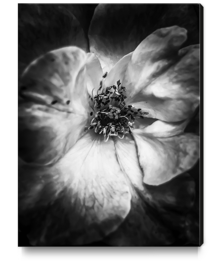 closeup blooming rose in black and white Canvas Print by Timmy333