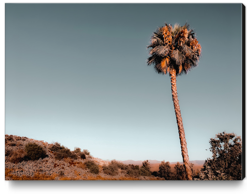 isolated palm tree with mountain and blue sky background Canvas Print by Timmy333