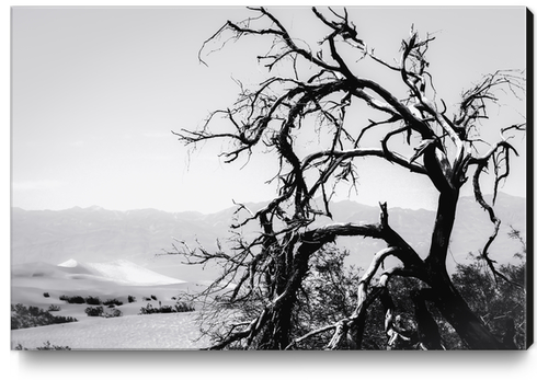 tree branch in desert at Death Valley national park California in black and white Canvas Print by Timmy333