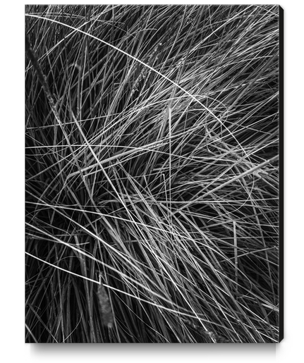 silky grass texture abstract in black and white Canvas Print by Timmy333