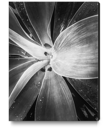 succulent leaves texture in black and white Canvas Print by Timmy333