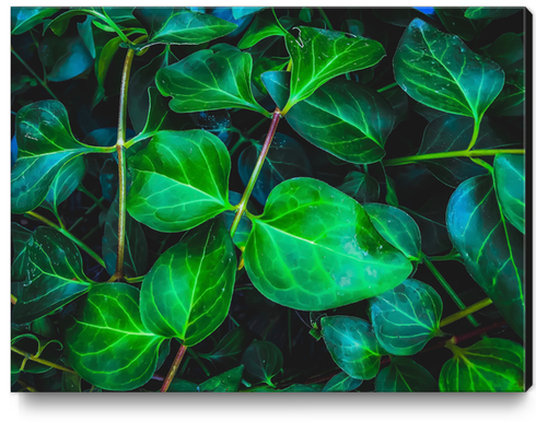 green ivy leaves plant closeup texture background Canvas Print by Timmy333