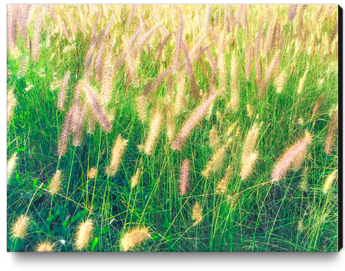 closeup green grass field texture with grass flowers Canvas Print by Timmy333