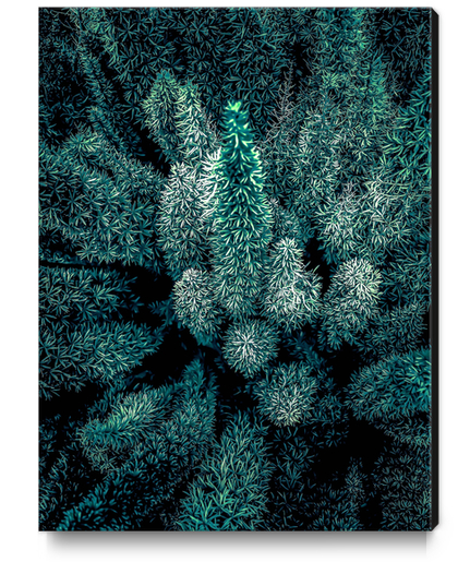 closeup green plant texture abstract background Canvas Print by Timmy333