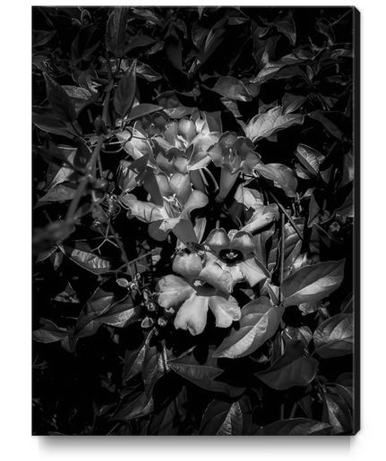 closeup blooming flowers texture in black and white Canvas Print by Timmy333