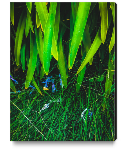 closeup green leaves plant with green grass Canvas Print by Timmy333