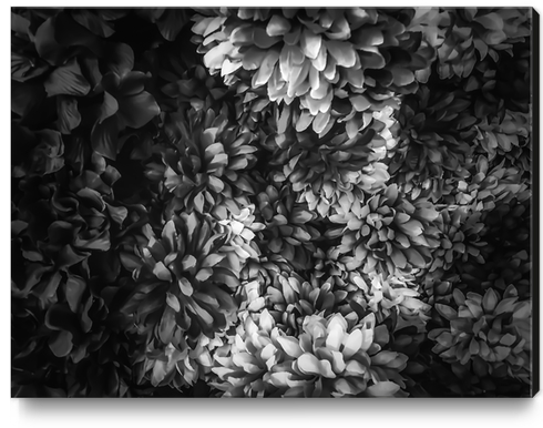 blooming flowers abstract background in black and white Canvas Print by Timmy333