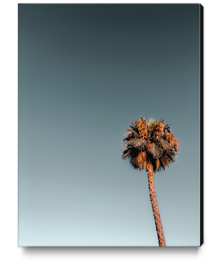 Isolated palm tree in summer with blue sky Canvas Print by Timmy333