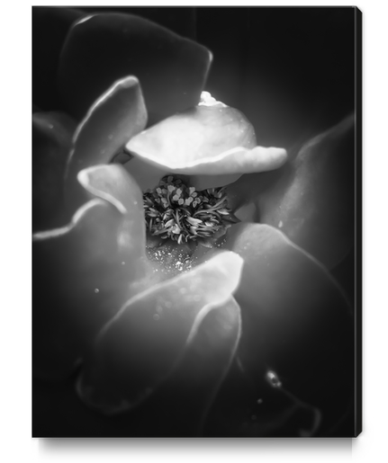 blooming rose with pollen in black and white Canvas Print by Timmy333