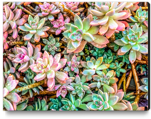 green and pink succulent plant garden Canvas Print by Timmy333