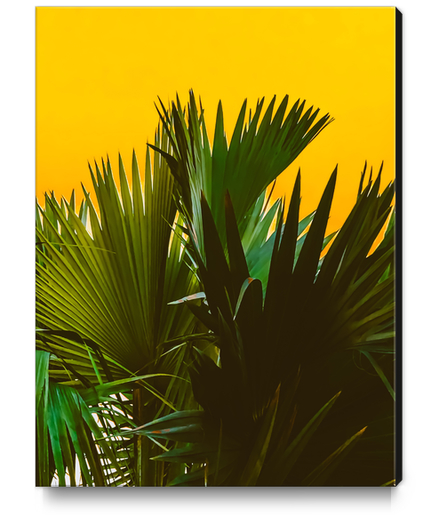 Closeup green tropical palm leaves with yellow background Canvas Print by Timmy333