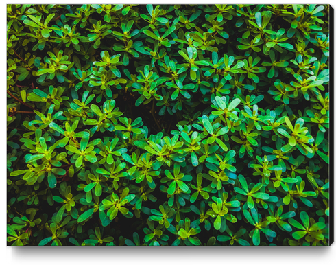 green leaves plant texture background Canvas Print by Timmy333