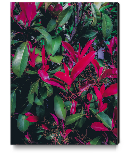 closeup green leaves and red leaves plant background Canvas Print by Timmy333