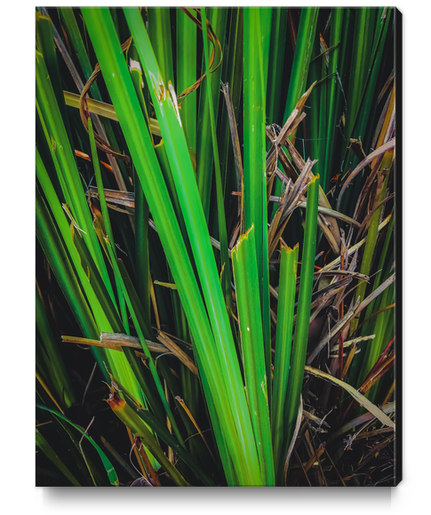 green leaves texture background Canvas Print by Timmy333