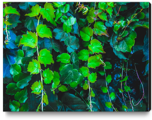 green ivy leaves texture background Canvas Print by Timmy333