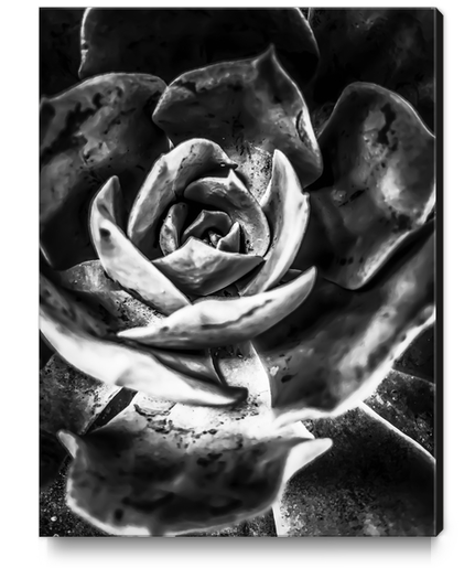 closeup succulent plant in black and white Canvas Print by Timmy333