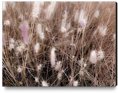 Closeup blooming grass flowers field texture background Canvas Print by Timmy333