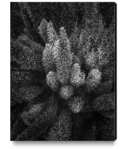 closeup succulent plant garden in black and white Canvas Print by Timmy333